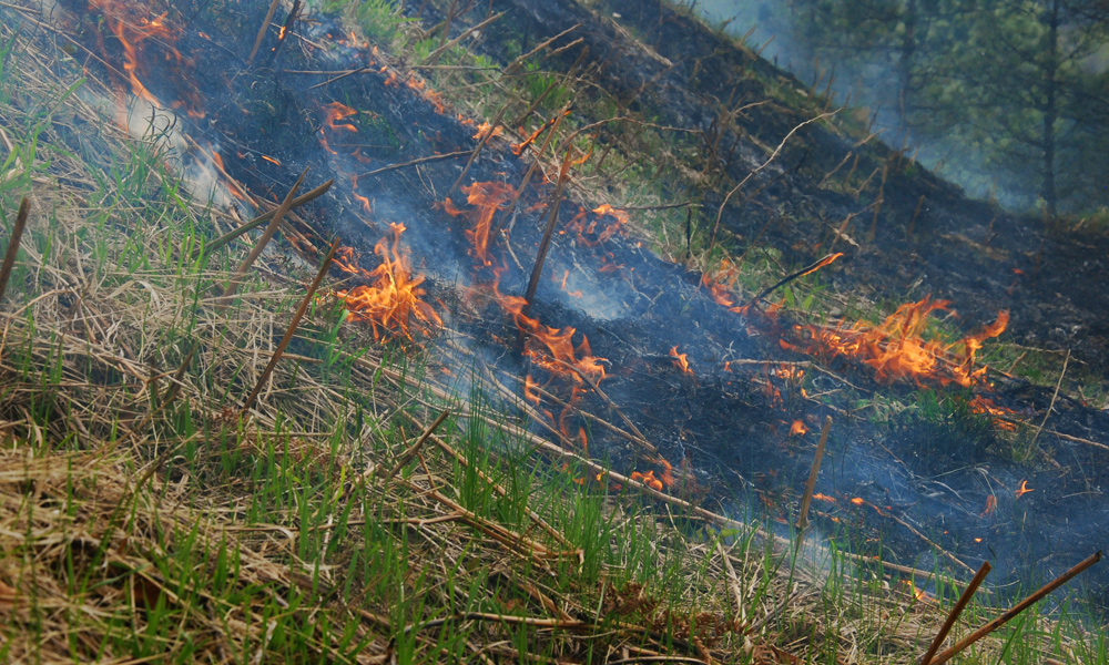 grass on fire