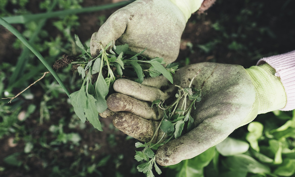 A gardener holding weeds
